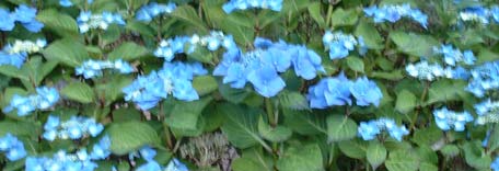 Blue flowers in July